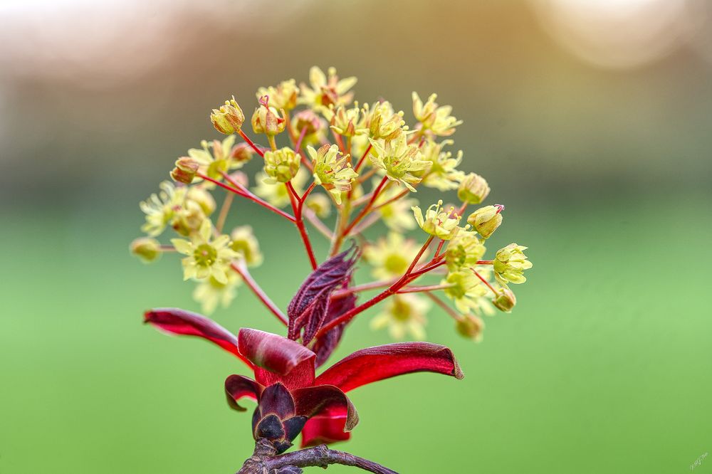 Knospen und Blüten (4)