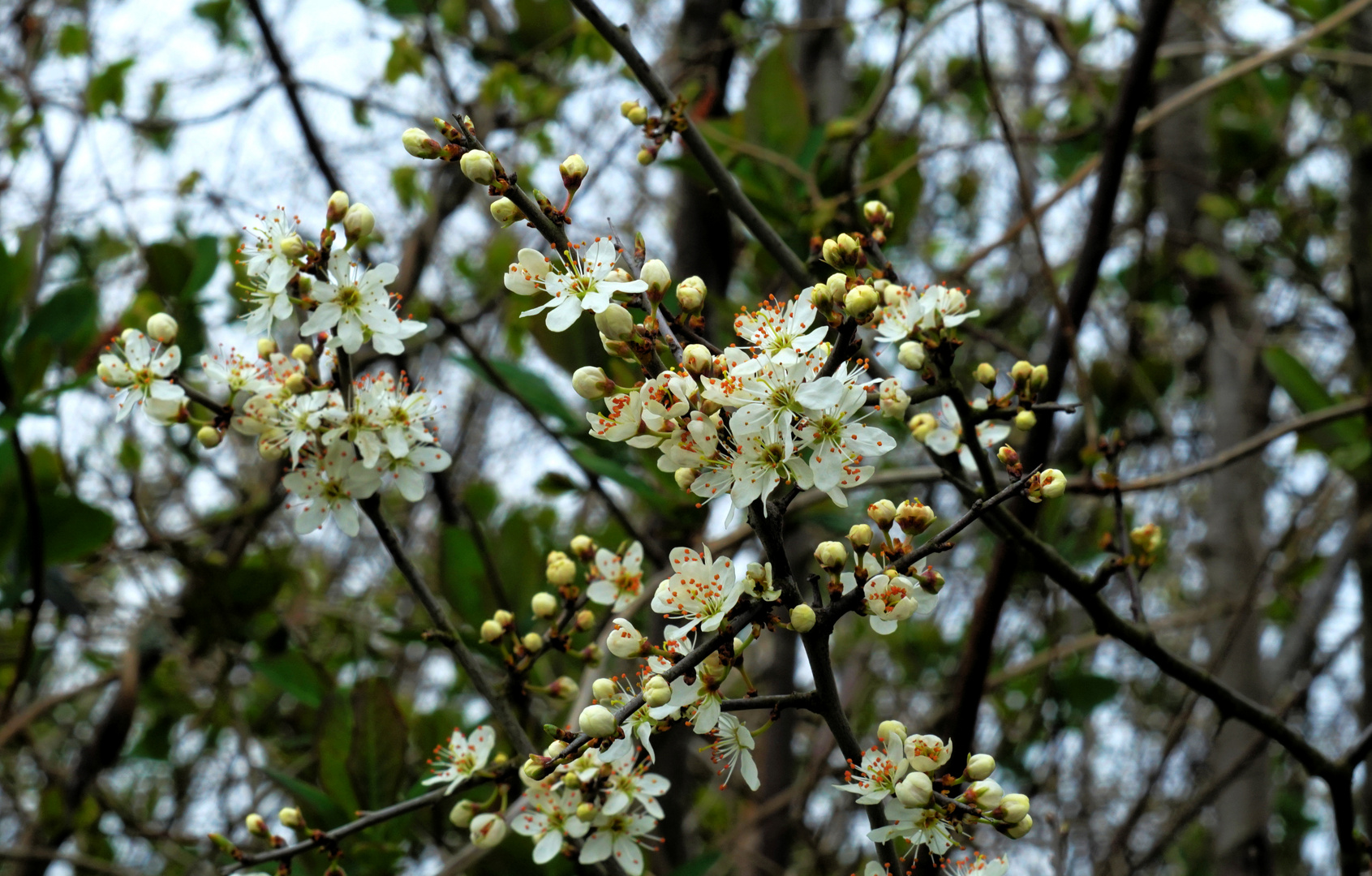 Knospen und Blüten