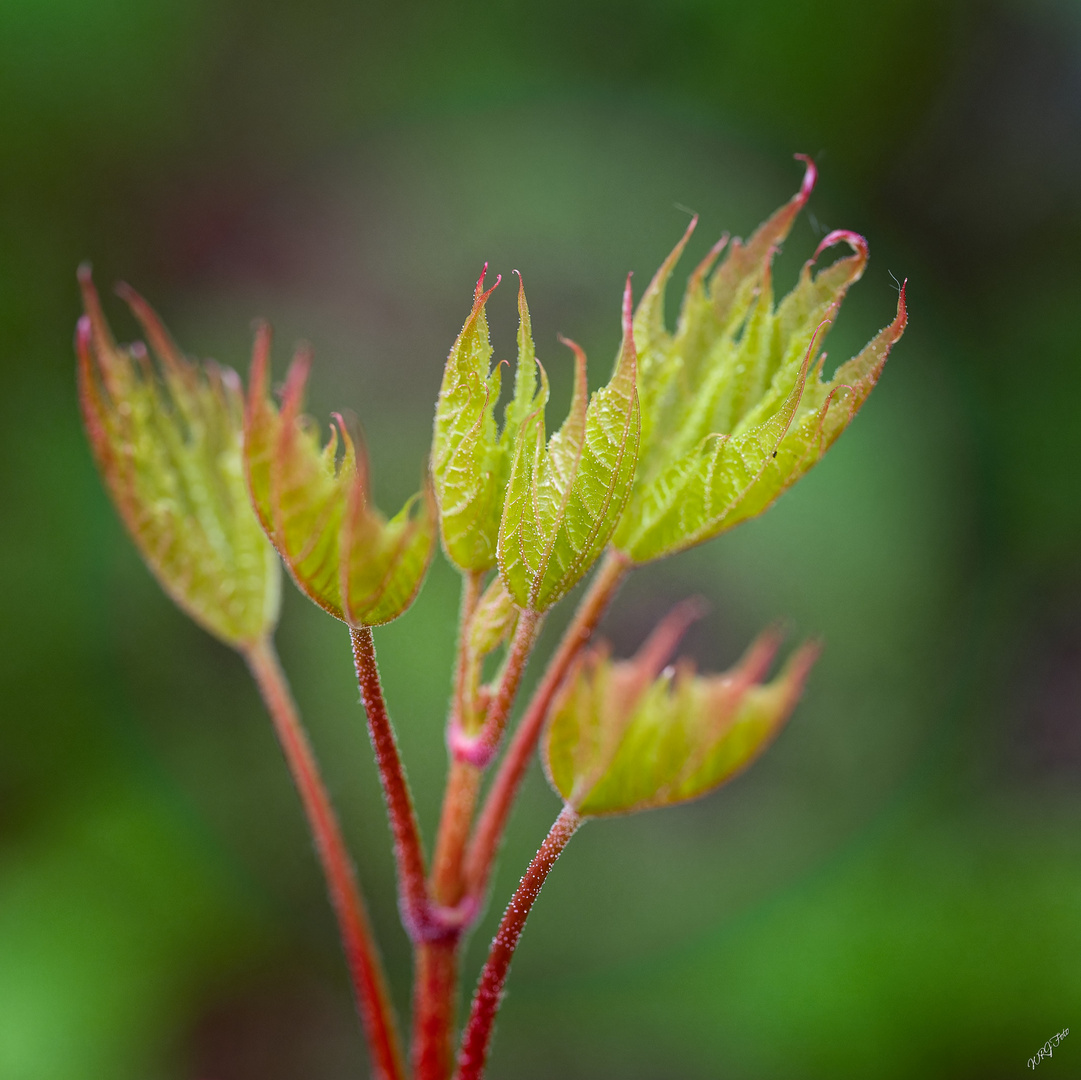 Knospen und Blüten (6)