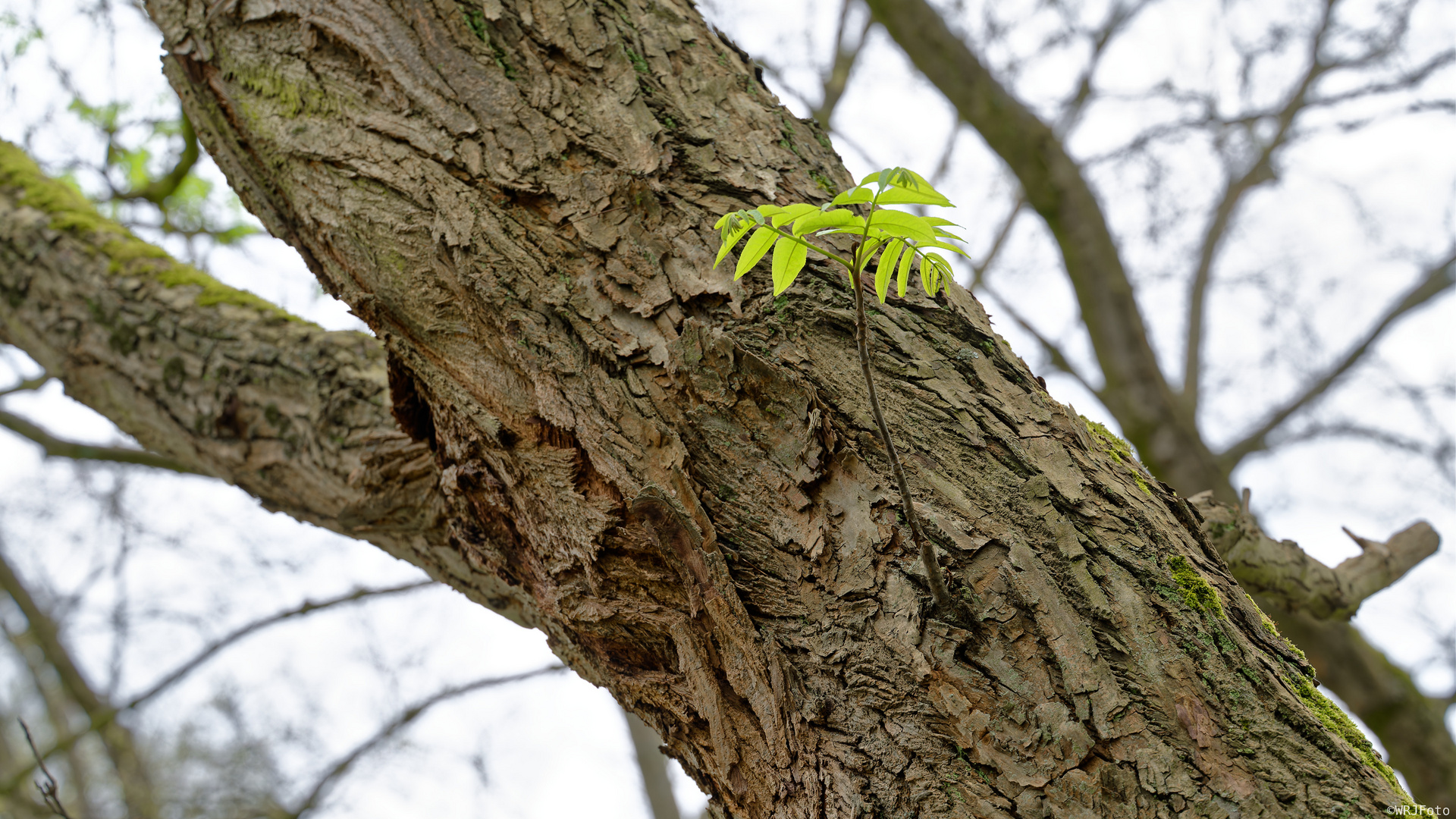 Knospen und Blüten (7)