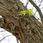 Knospen und Blüten (7)