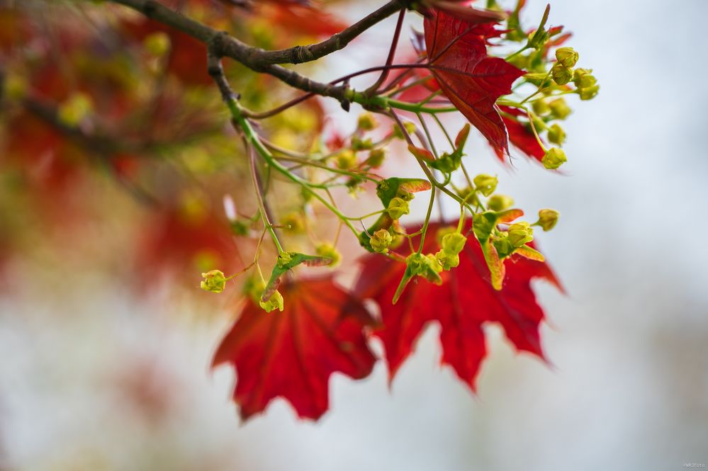 Knospen und Blüten (8)