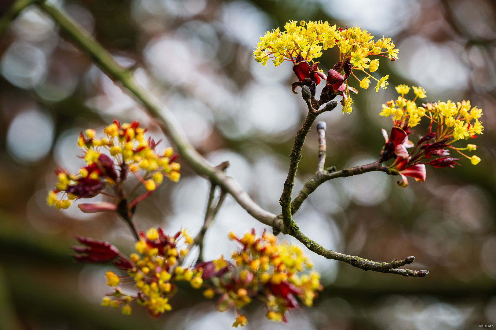 Knospen und Blüten (9)