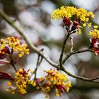 Knospen und Blüten (9)