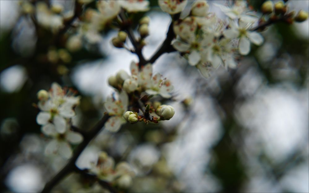 Knospen  und Blüten