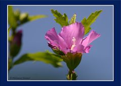 Knospen und Blüten