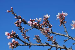 Knospen und Blüten