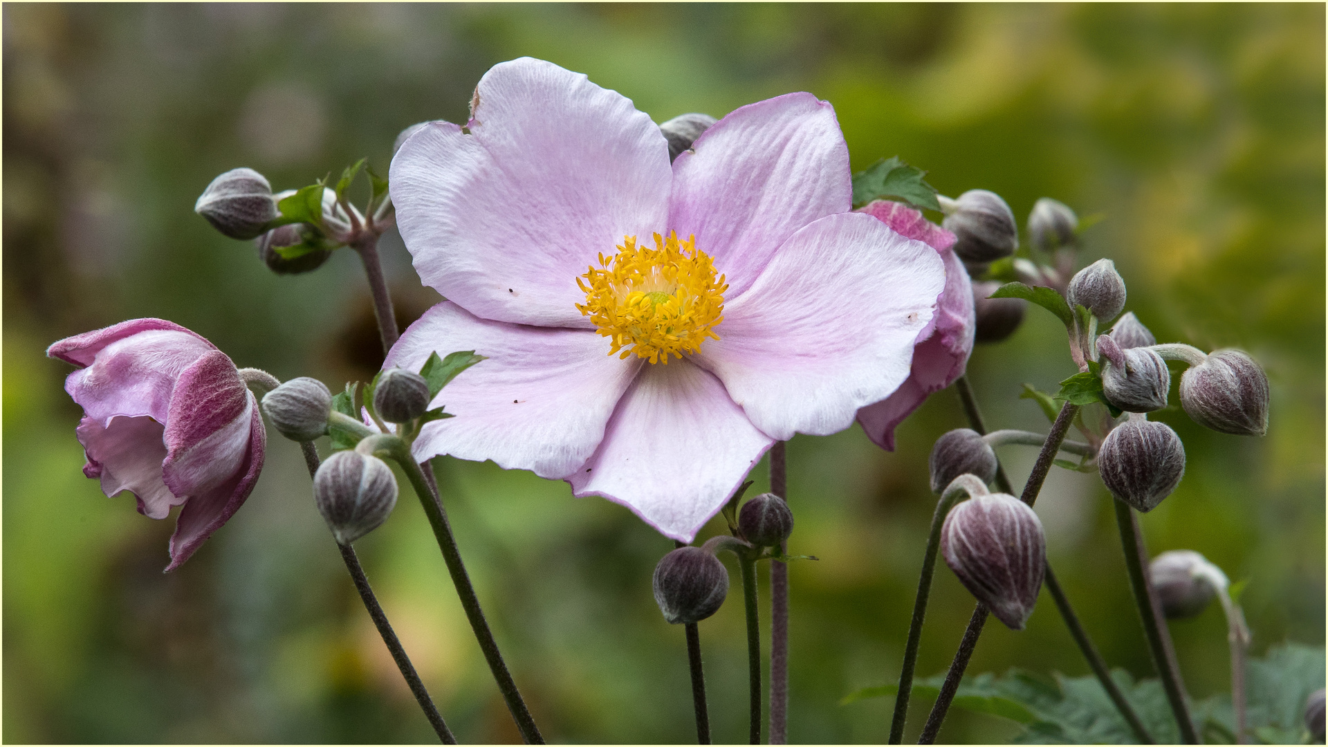 Knospen und Blüten der Herbstanemone  - Anemone hupehensis