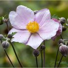 Knospen und Blüten der Herbstanemone  - Anemone hupehensis