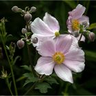 Knospen und Blüten der Herstanemonen