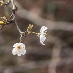 Knospen und Blüten