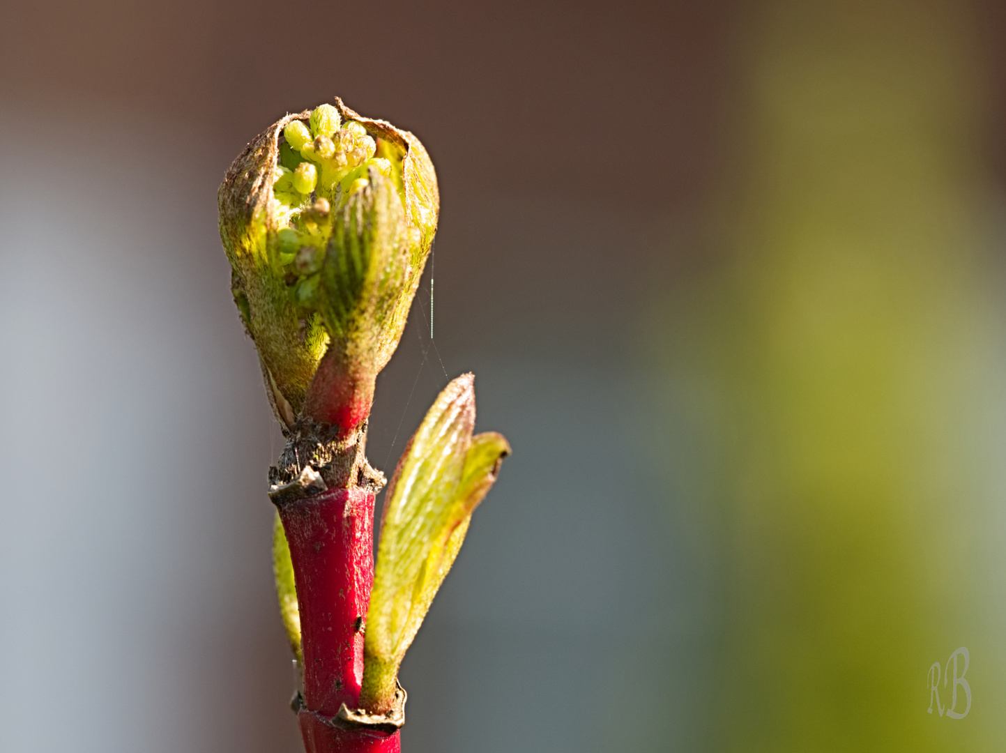 Knospen und Blüten