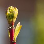 Knospen und Blüten