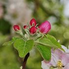 Knospen und Blütenblätter