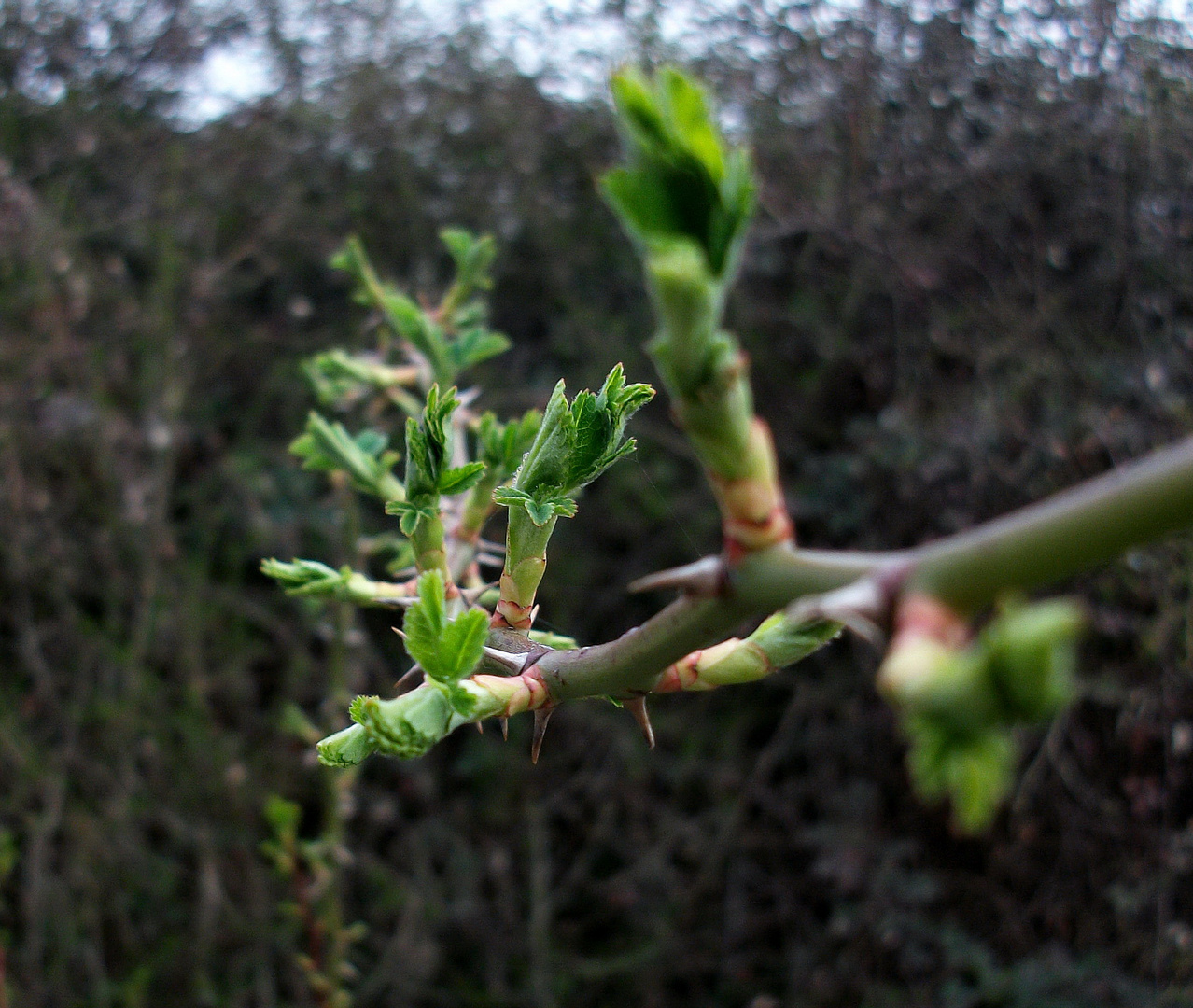 Knospen und Dornen