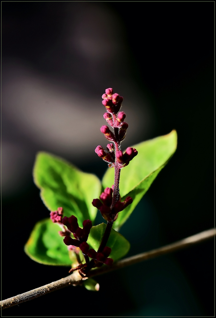 Knospen und Grün