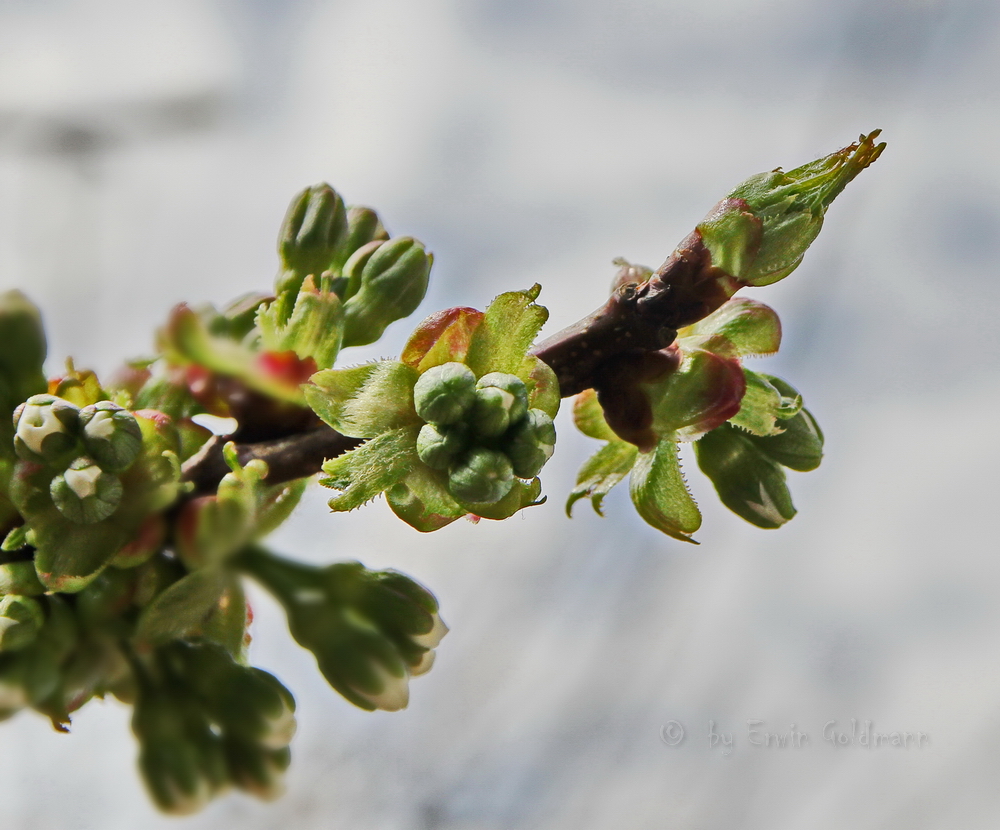 - Knospen vom Kirschbaum -