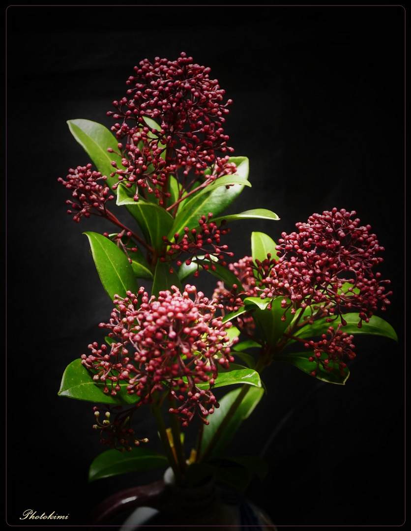 Knospen vom Mittelmeer Schneeball oder Lorbeerblättriger Schneeball (Viburnum tinus)