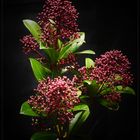 Knospen vom Mittelmeer Schneeball oder Lorbeerblättriger Schneeball (Viburnum tinus)