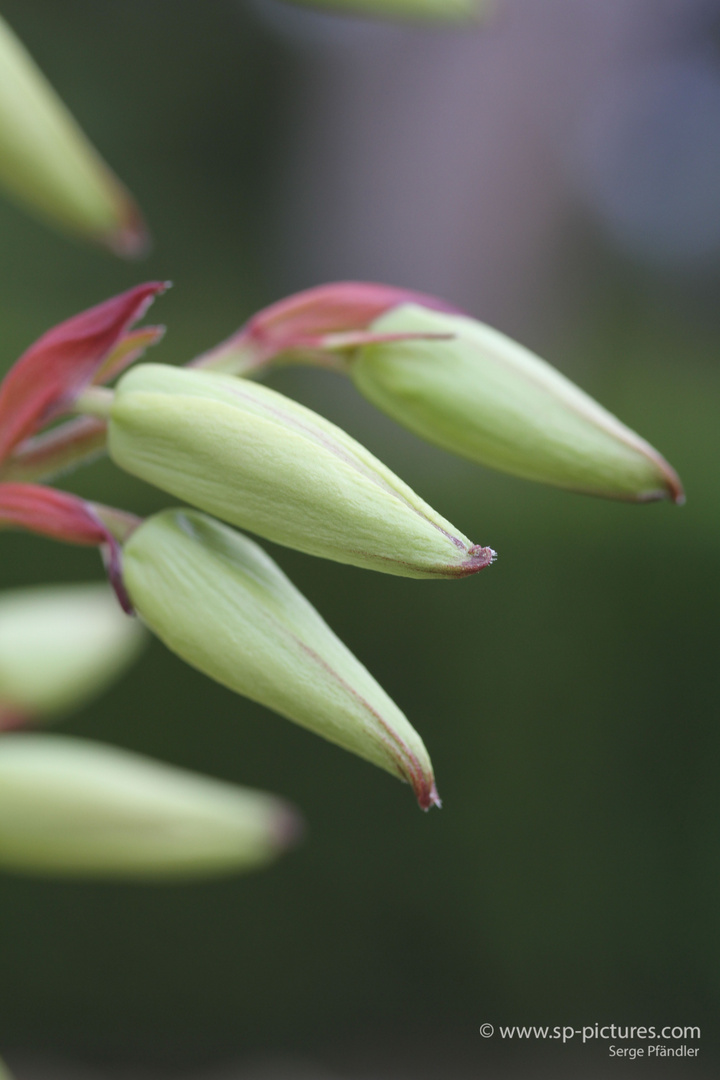 Knospen von Blüten der Yucca-Palme