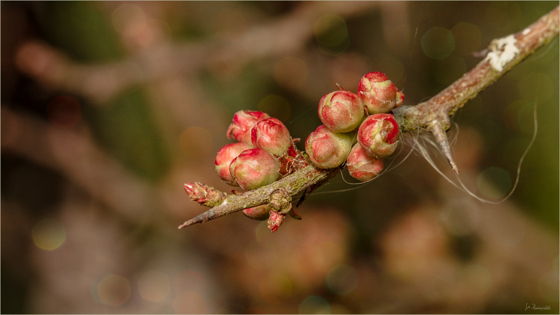 Knospen von Scheinquitte