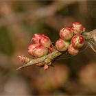 Knospen von Scheinquitte