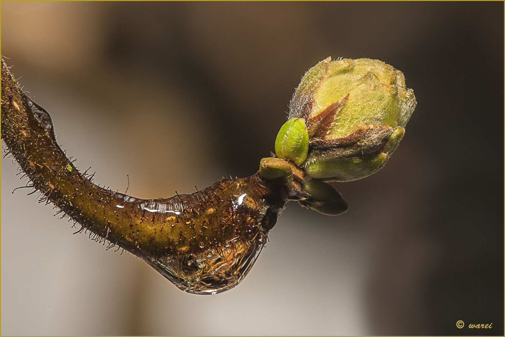 Knospen wie im Frühling