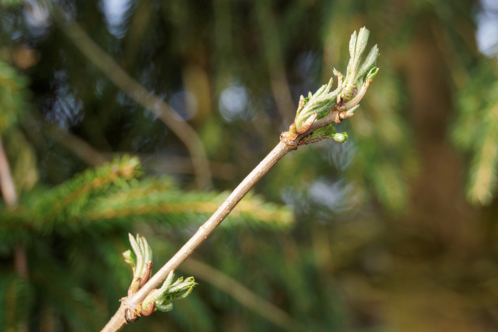 Knospen zeigen den Frühling an