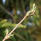 Knospen zeigen den Frühling an