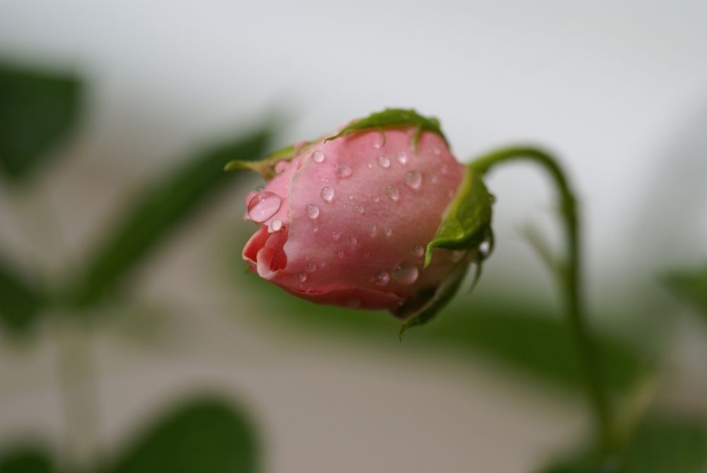 Knospende Rose