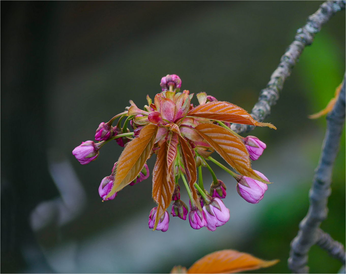 Knospender Frühling