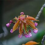 Knospender Frühling