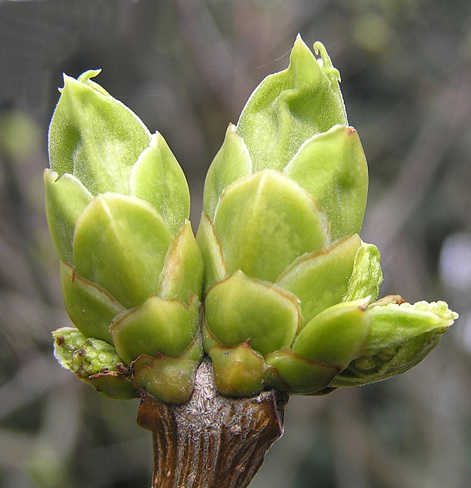 Knospender Frühling - Rätsel