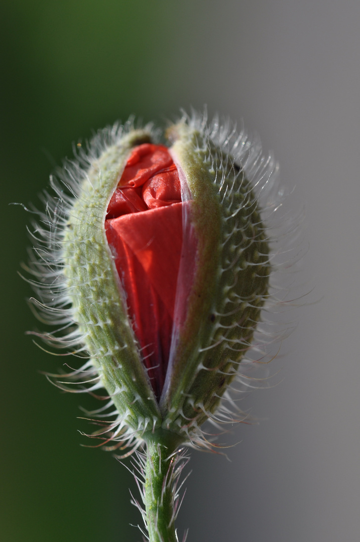 Knospender Mohn