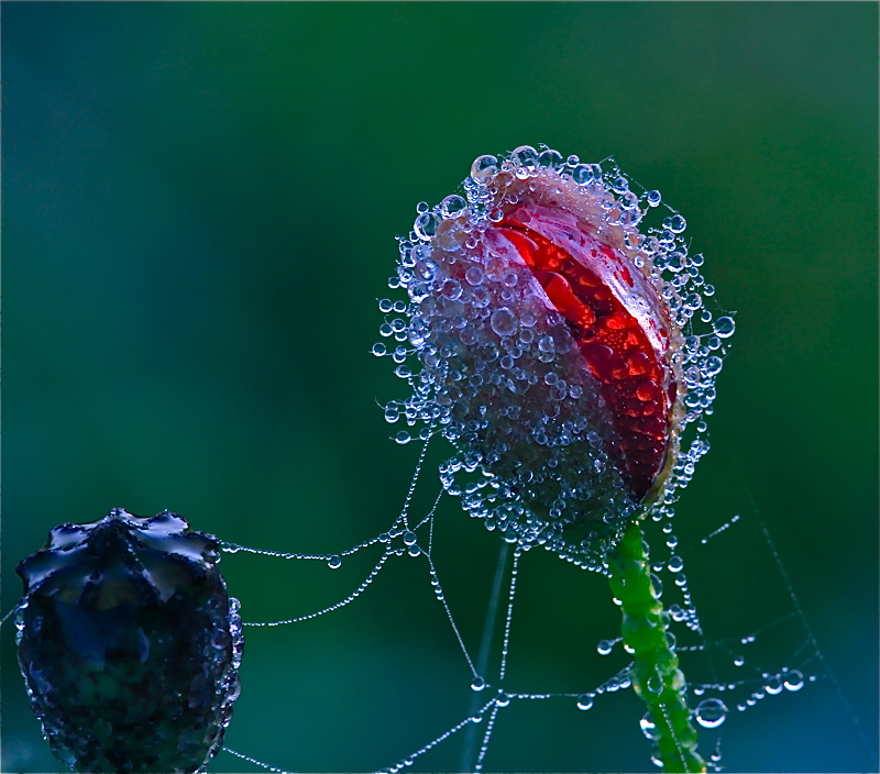 KnospenderMorgenTauMohn