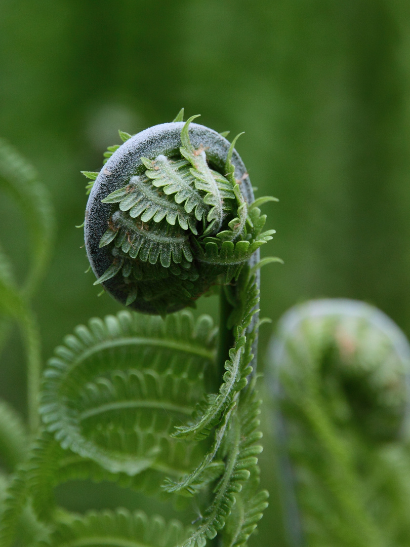 Knospendes Riesenfarn