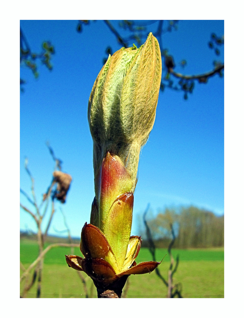 KnospenFrühling