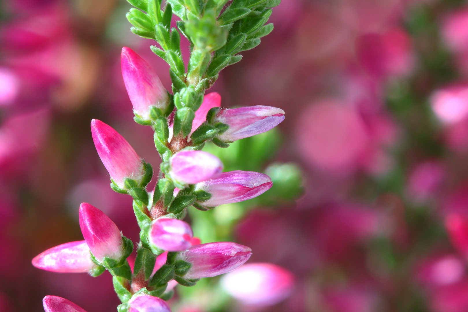 Knospenheide (Calluna vulgaris)