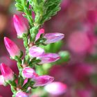 Knospenheide (Calluna vulgaris)