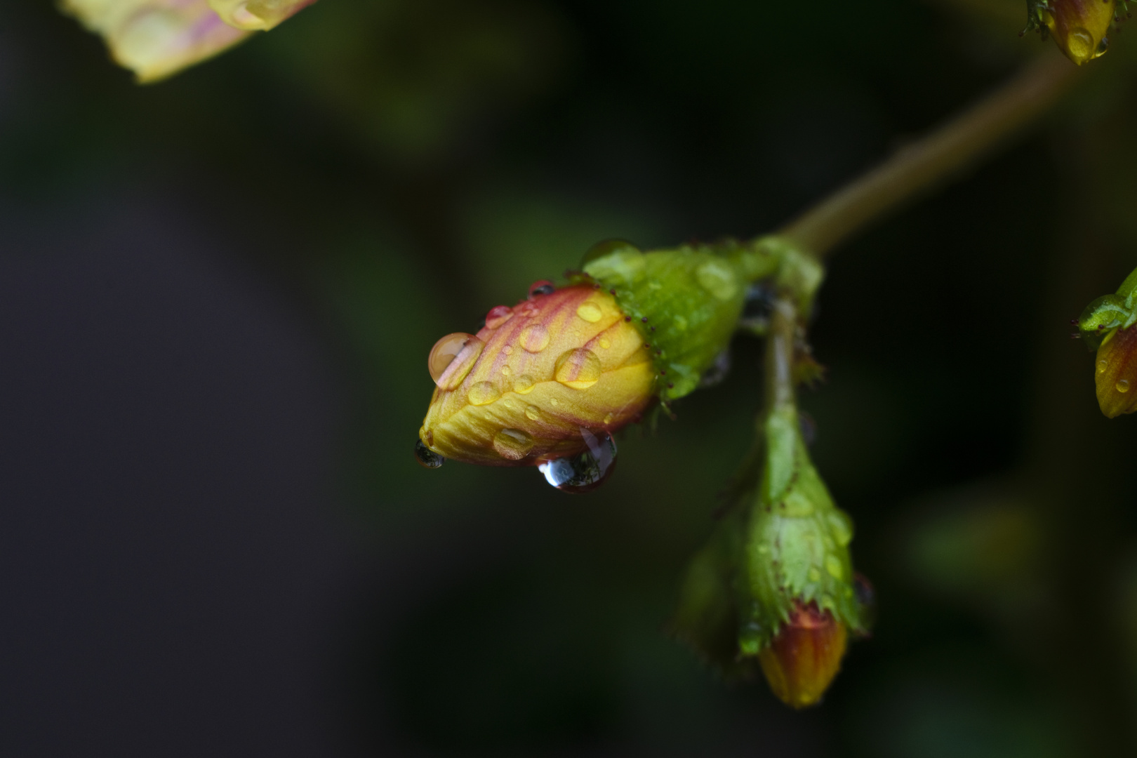 Knospenprach nach Regenschauer