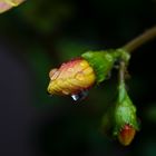 Knospenprach nach Regenschauer