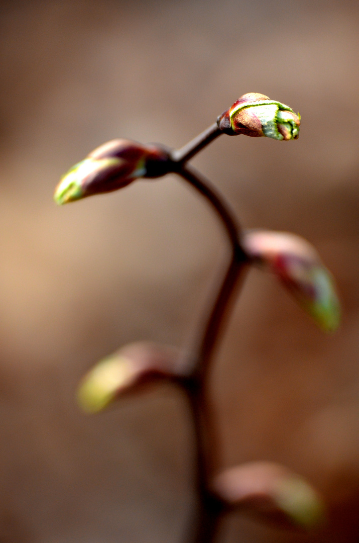 ~ knospiges Lebenszeichen