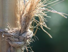 Knoten im Gegenlicht