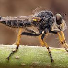 Knoten-Strauchdieb Männchen (Neoitamus cothurnatus)