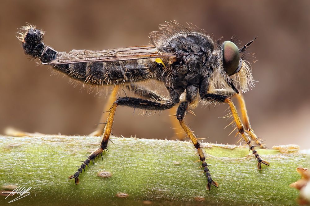 Knoten-Strauchdieb Männchen (Neoitamus cothurnatus)