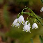 Knotenblume