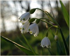 Knotenblume