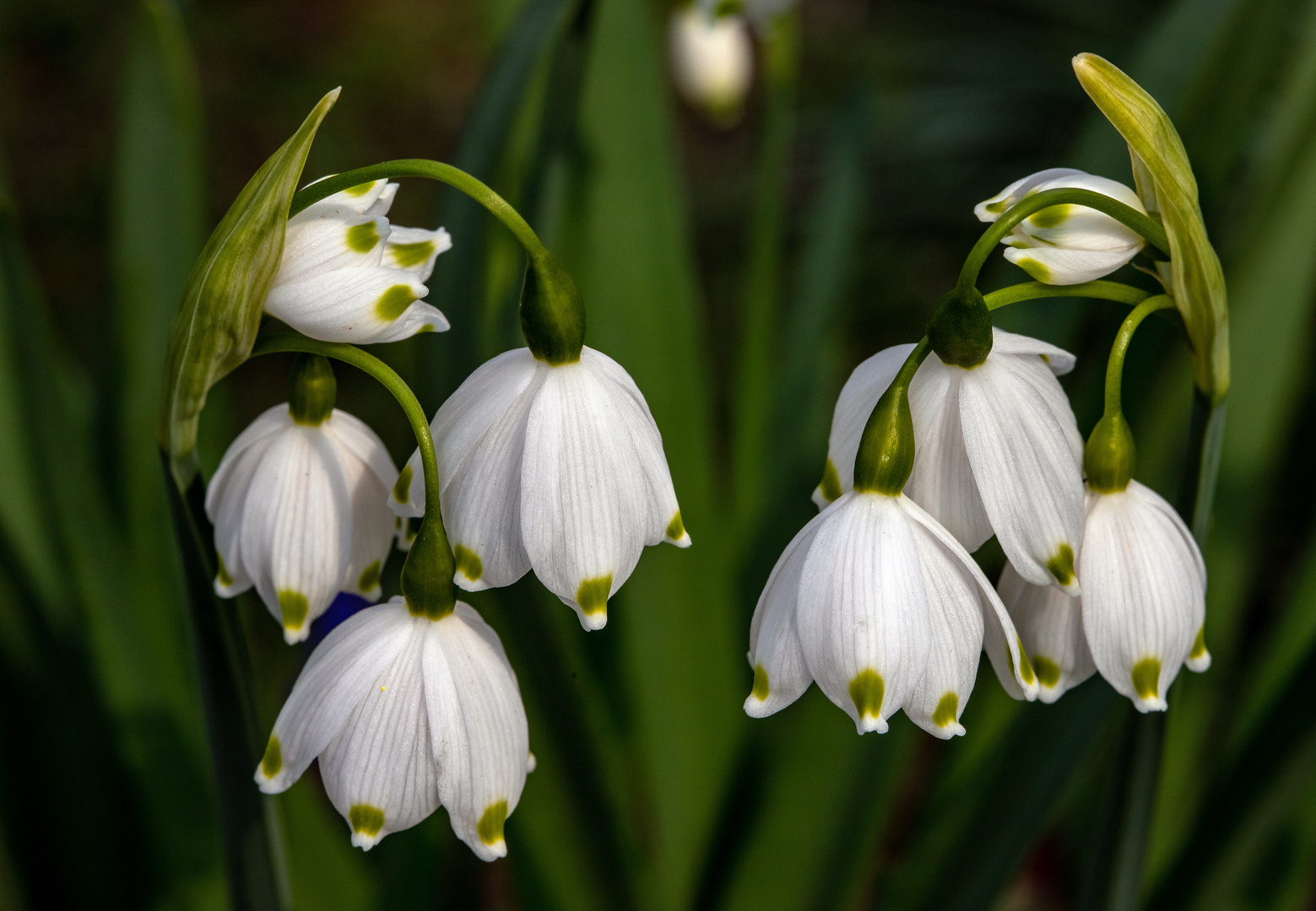 Knotenblumen