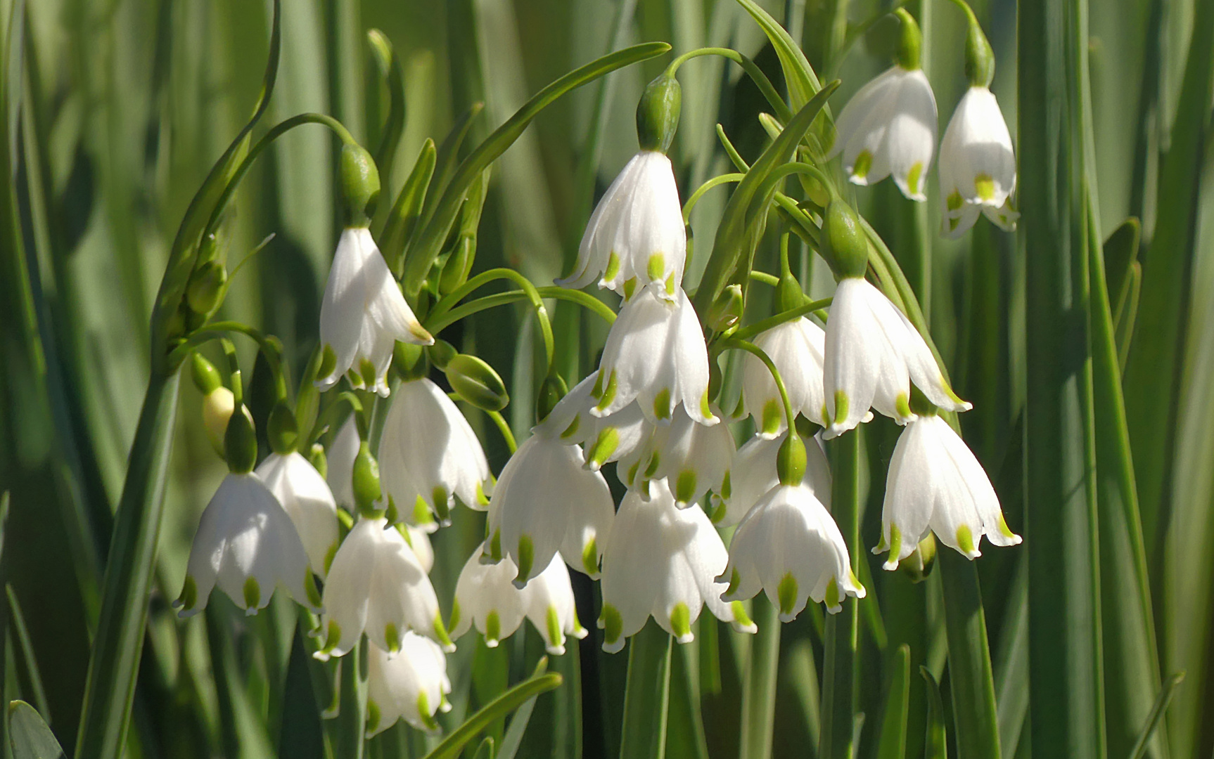 Knotenblumen