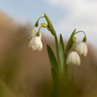 Knotenblumen